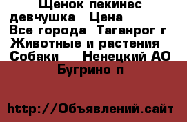 Щенок пекинес девчушка › Цена ­ 2 500 - Все города, Таганрог г. Животные и растения » Собаки   . Ненецкий АО,Бугрино п.